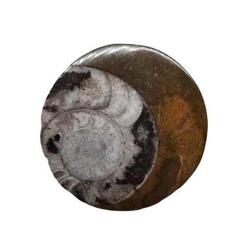 アンモナイト型石製置物 約21cm　モロッコ産 モロッコ産 鑑別書付『超級アンモナイト化石』 - 国内外の優れた